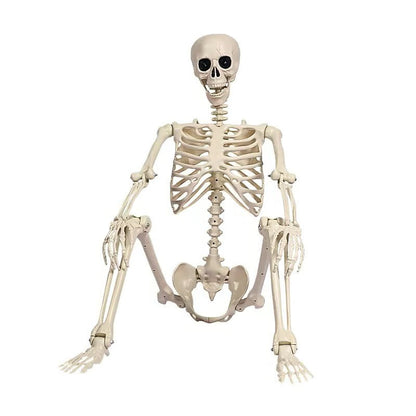 Life-Size Skeleton Decoration