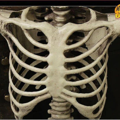 Life-Size Skeleton Decoration